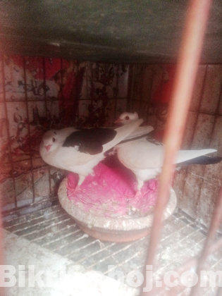 চুঁইঠাল কালদম